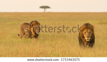 Brother lions on the prowl in the early morning light. Royalty-Free Stock Photo #1715461075