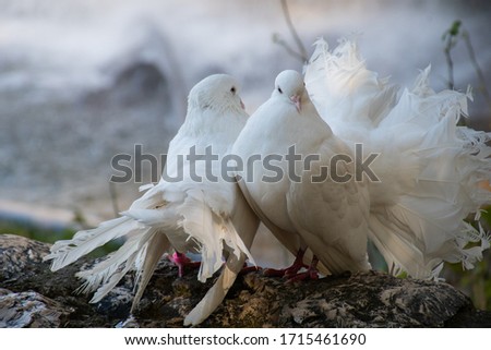 White beautiful pigeons, dove standing near waterfall  in nature Royalty-Free Stock Photo #1715461690