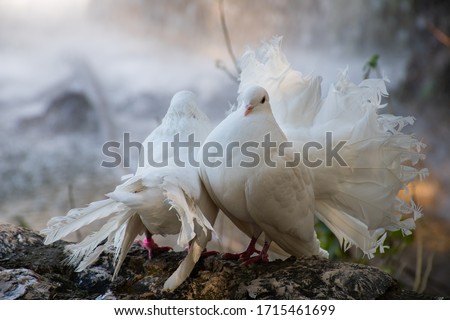 White beautiful pigeons, dove standing near waterfall  in nature