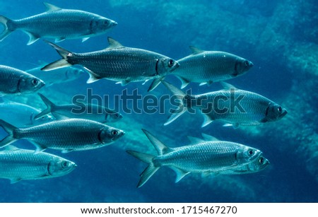 School of sardines swimming from left to right Royalty-Free Stock Photo #1715467270