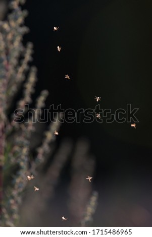 Blurred magical image of insects like a fairy tale episide. Selective focus. Shallow depth of field.
