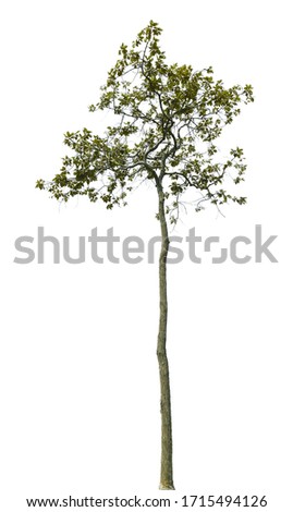 Hairy Keruing tree isolated on white background.