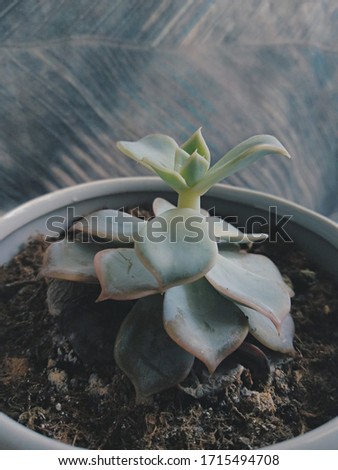 Succulent plant in gray ceramic pot