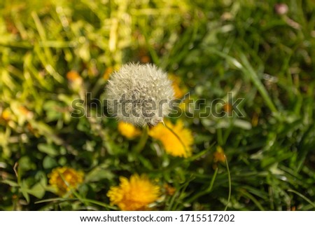 White fluffy dandelion on a spring meadow with sunlight. Natural green blurred spring background. Fragile dandelion´s feathers close up. Spring colorful nature. Selective focus space for banner
