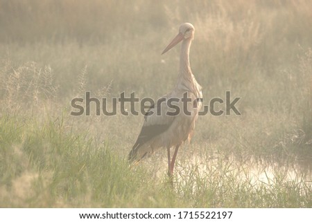 Stork in the fog in the meadow 