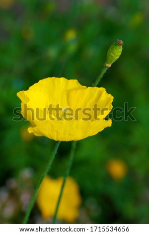 a macro closeup of an unusual yellow Papaver cambricum, Meconopsis cambrica, the Welsh poppy flower against green background