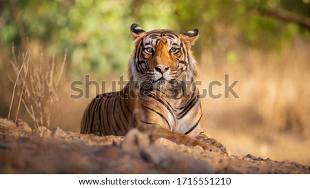 Amazing tiger in the nature habitat. Tiger pose during the golden light time. Wildlife scene with danger animal. Hot summer in India. Dry area with beautiful indian tiger. Panthera tigris. Royalty-Free Stock Photo #1715551210