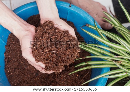 hands mixing coconut coir for planting Royalty-Free Stock Photo #1715553655