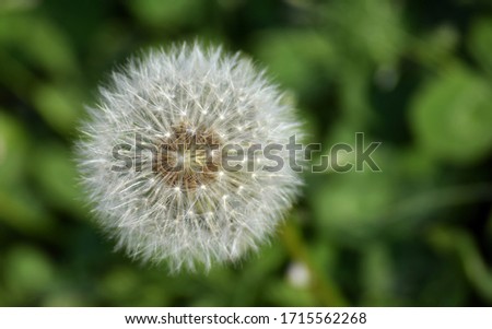 Dandelion flower on a natural background.
