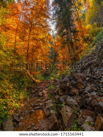 Autumn forest trees thicket in the mountains in the Carpathian mountains