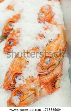 Frozen fish sea bass with big eyes in ice on the counter in the store or in the market