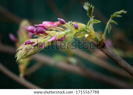Pink faboideae in spring garden Macro