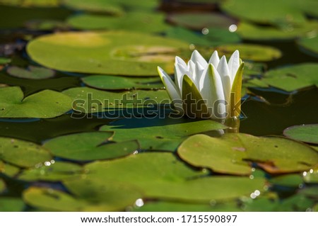 Water Lily Natural Picture.super Click