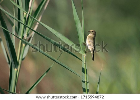 Chiffchaff Stock Pictures, Bahrain Farm