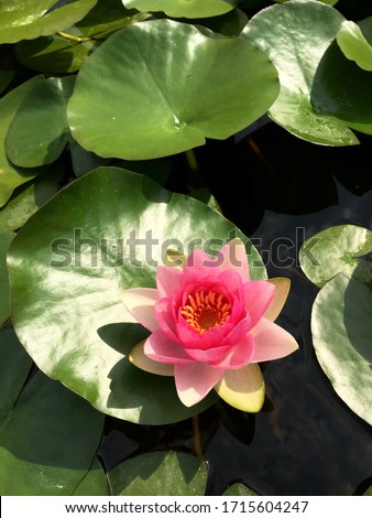 Beautiful pink watery or lotus flower in a pond. This Royalty free stock image of a free stock image of a white lotus flower. Background - lotus leaf and lotus bud in the pond. Beautiful sunshine.