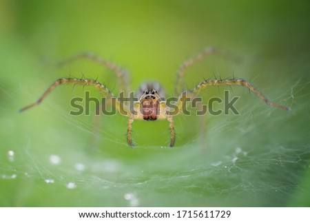 Spider is waiting in cage while stalking its prey, best selling macro photos
