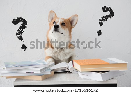 Question mark - solving problem dog finding the answers doing homework with books on white background Royalty-Free Stock Photo #1715616172
