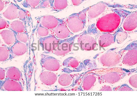 Education anatomy and Histological sample of Human under the microscope.
 Royalty-Free Stock Photo #1715617285