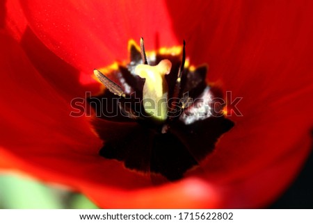 Blooming red tulips in spring.