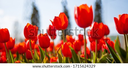 Red tulips background. Beautiful tulip in the meadow. Flower bud in spring in the sunlight. Flowerbed with flowers. Tulip close-up. Red flower Royalty-Free Stock Photo #1715624329