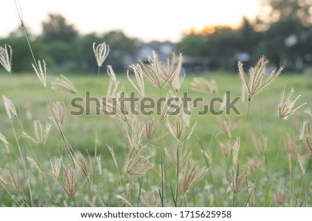 The picture of the grass in the evening.
