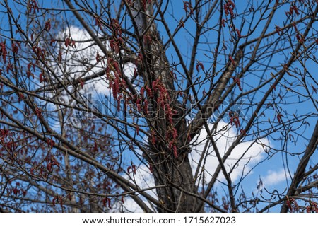 Red poplar flowers on a tree branch in spring