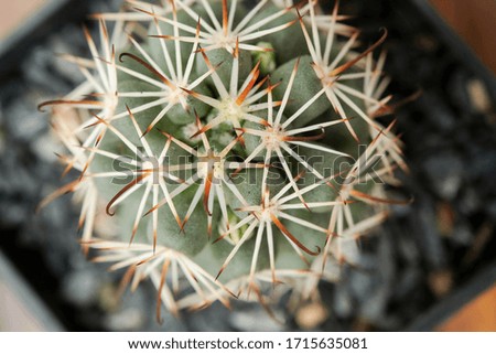 Beautiful cactus on white background