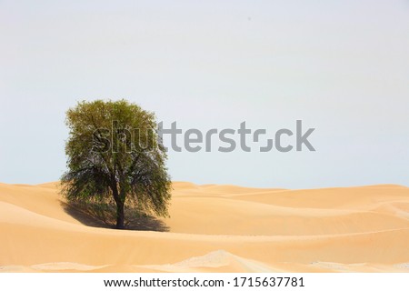 One green tree in the middle of desert sand dunes during hot sunny day, Dubai, UAE Royalty-Free Stock Photo #1715637781