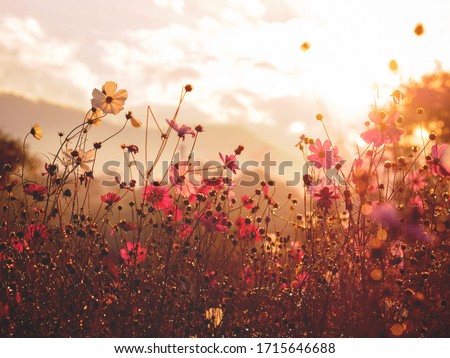 Silhouette pink cosmos flower in the field with bokeh over sunrise sky background in the morning, vintage filter effect.