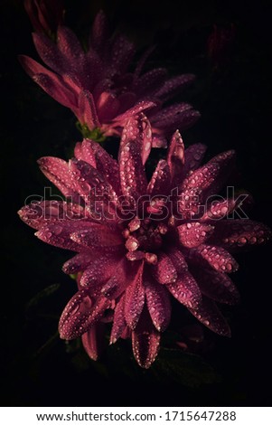 Pink chrysanthemum in drops of water with a dark background Royalty-Free Stock Photo #1715647288