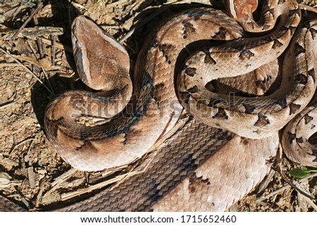 Malayan Pit Viper Snake on soil