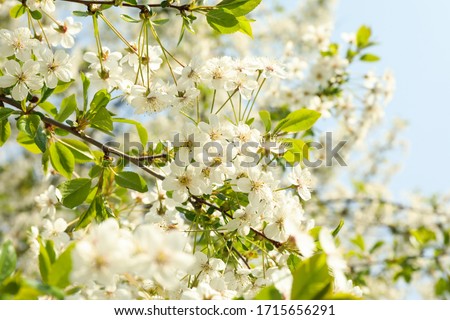 Blooming gardens in spring, blooming spring tree. Sunny spring day