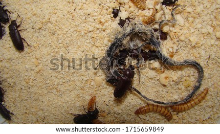 mealworm ; life cycle of a mealworm (Larva and Adult)
Meal worms eating lizard carcass .
mealworm - superworm | larva  Stages of the meal worm  - the life cycle of a mealworm  ,  meal worms , larvae