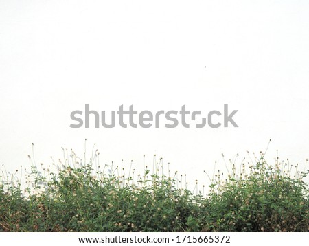 The white wall with grass,weed,Grass flowers are growing on the bottom.
