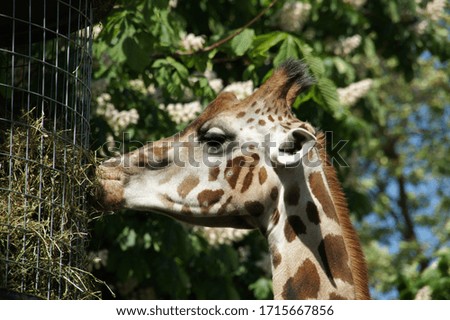 Beautiful giraffe is eating his meal