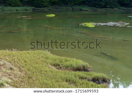 Landscape of grass at edge of green pond