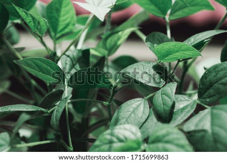 Closeup nature view of dark green leaf with sunlight, bean leaf using as background and agricultural concept