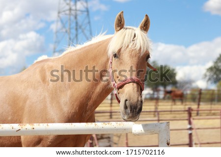 beautiful horse enjoying the sun