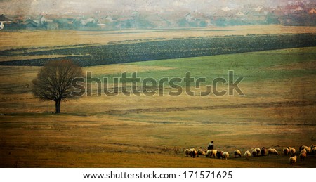 old vintage pastoral landscape with herd of sheep near bulgarian small village 