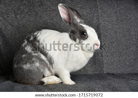 Grey bunny rabbit looking to viewer, Little bunny sitting on sofa armchair, Lovely pet for children and family.