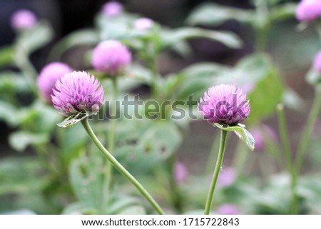 flower of a thistle flower, Globe Amaranth, pink and purple flower represent beautiful of nature, refreshing feeling and relax Royalty-Free Stock Photo #1715722843