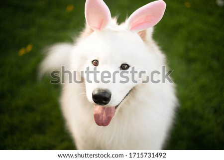 adorable white samoyed dog as easter bunny 