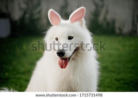 adorable white samoyed dog as easter bunny 