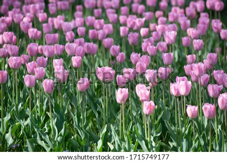 Flowering fields of colorful tulips in Holland in spring
