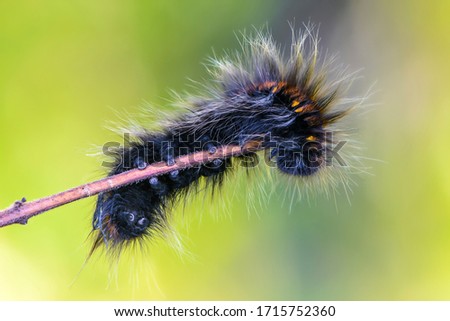 A hairy caterpillar sits on a tree branch in the early morning