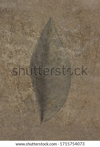 Leaf print on a rustly wall Royalty-Free Stock Photo #1715754073