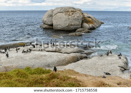 The African Penguin-Boulders Penguin Colony is one of the top tourist attractions in Cape Town, South Africa