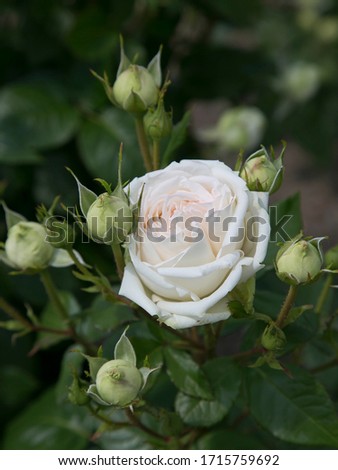 Close-up of blooming white rose. Natural pattern or background. Top view picture of flower blossoms and buds