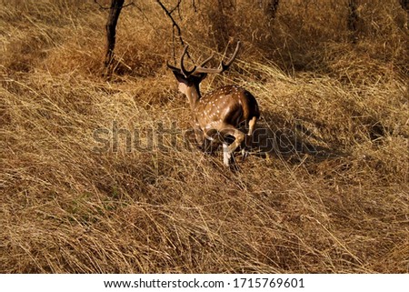 deer caught at Devadia national park ,India. running deer
