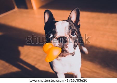 Close Up Portrait of a Boston Terrier dog at home playing with duck toy. Cute Dog with yellow Rubber Duck ready for Bath